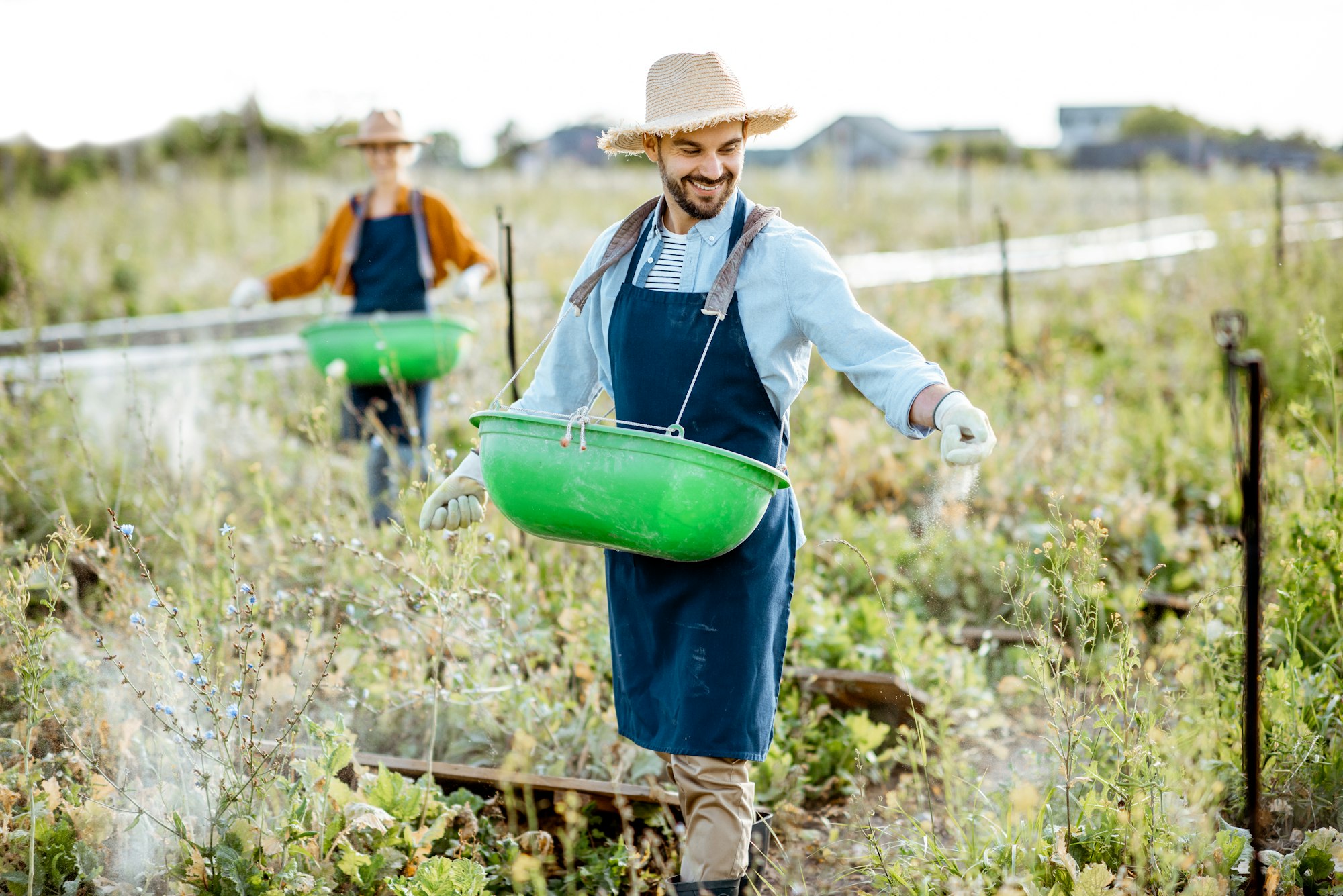 Farmers feeding snails on the field